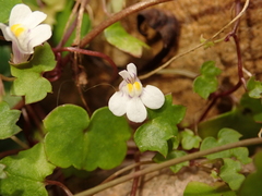 Cymbalaria muralis