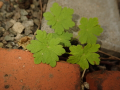Geranium molle