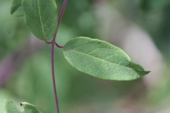 Lonicera pilosa