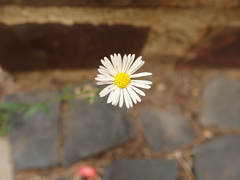 Erigeron annuus