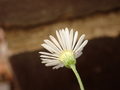 Erigeron annuus