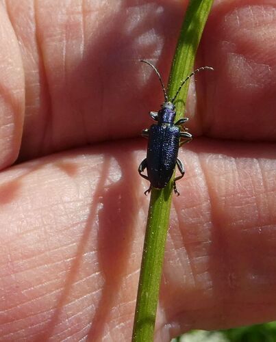 jewel reed beetle, 3621 Breukelen, Nederland, photo 10 of 10