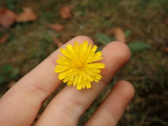 Hypochaeris radicata