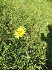 Silphium gracile