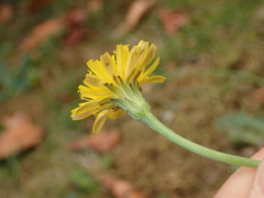 Hypochaeris radicata