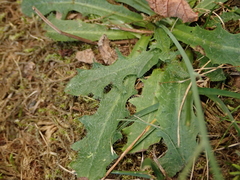 Hypochaeris radicata