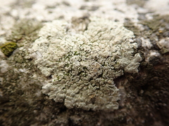 Protoparmeliopsis muralis