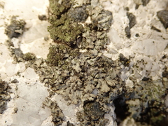 Phaeophyscia orbicularis