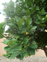 Citrus × aurantium