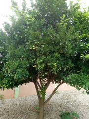 Citrus × aurantium