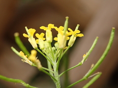 Brassicaceae