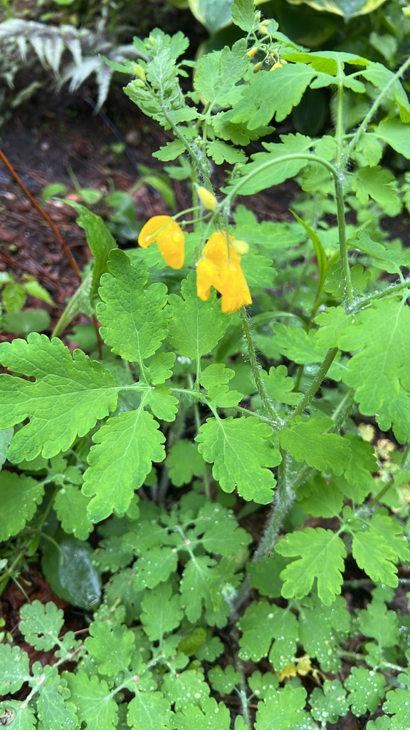 Greater celandine