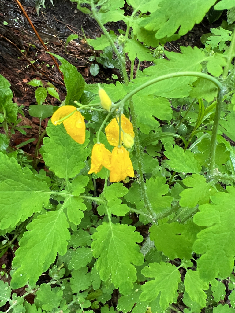 Greater celandine