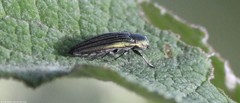 Agrilus sulcatulus