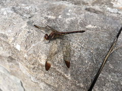 Sympetrum infuscatum