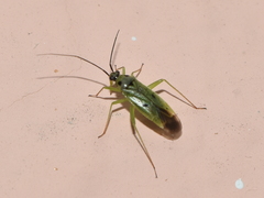 Ilnacora