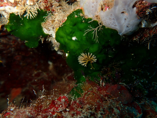 Exidmonea atlantica observed 2025-05-02