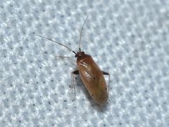 Pseudothenicus rubropunctatus