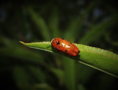 Clytra novempunctata