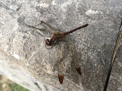 Sympetrum infuscatum