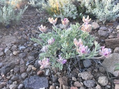 Astragalus austiniae