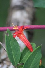 Lonicera pilosa