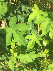 Humulus scandens