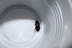 Loboptera decipiens decipiens