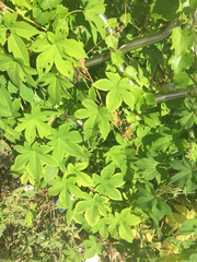 Humulus scandens