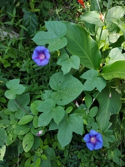 Ipomoea purpurea