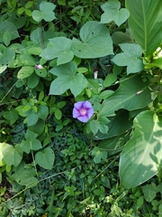 Ipomoea purpurea