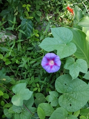 Ipomoea purpurea