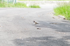Charadrius vociferus