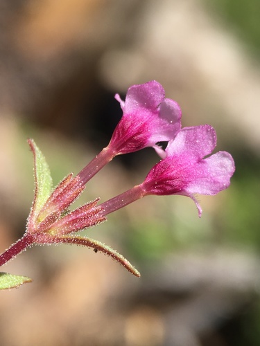 Image of Diplacus jepsonii by (c) Matt Berger, some rights reserved (CC BY)