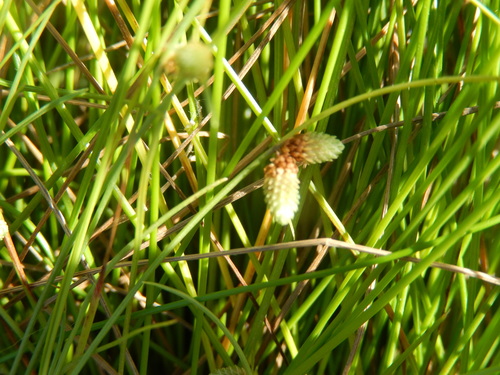 Drummond's halfchaff sedge (Lipocarpha drummondii)