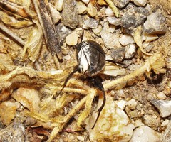 Sisyphus schaefferi schaefferi