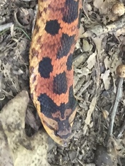 Heterodon