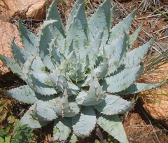 Aloe peglerae