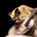 Mouse-eared Bats - Photo (c) Jason Headley, some rights reserved (CC BY-NC), uploaded by Jason Headley