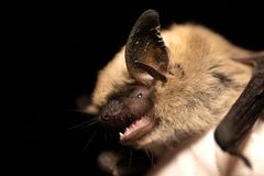 Myotis ciliolabrum