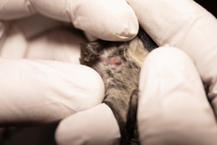 Myotis ciliolabrum