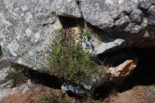 Image of Equilabium selukwense by (c) Tony Rebelo, some rights reserved (CC BY-SA)