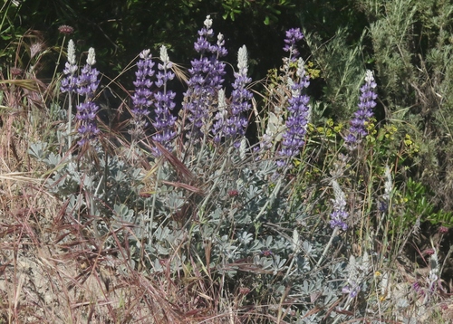 San Luis lupine (Lupinus ludovicianus)