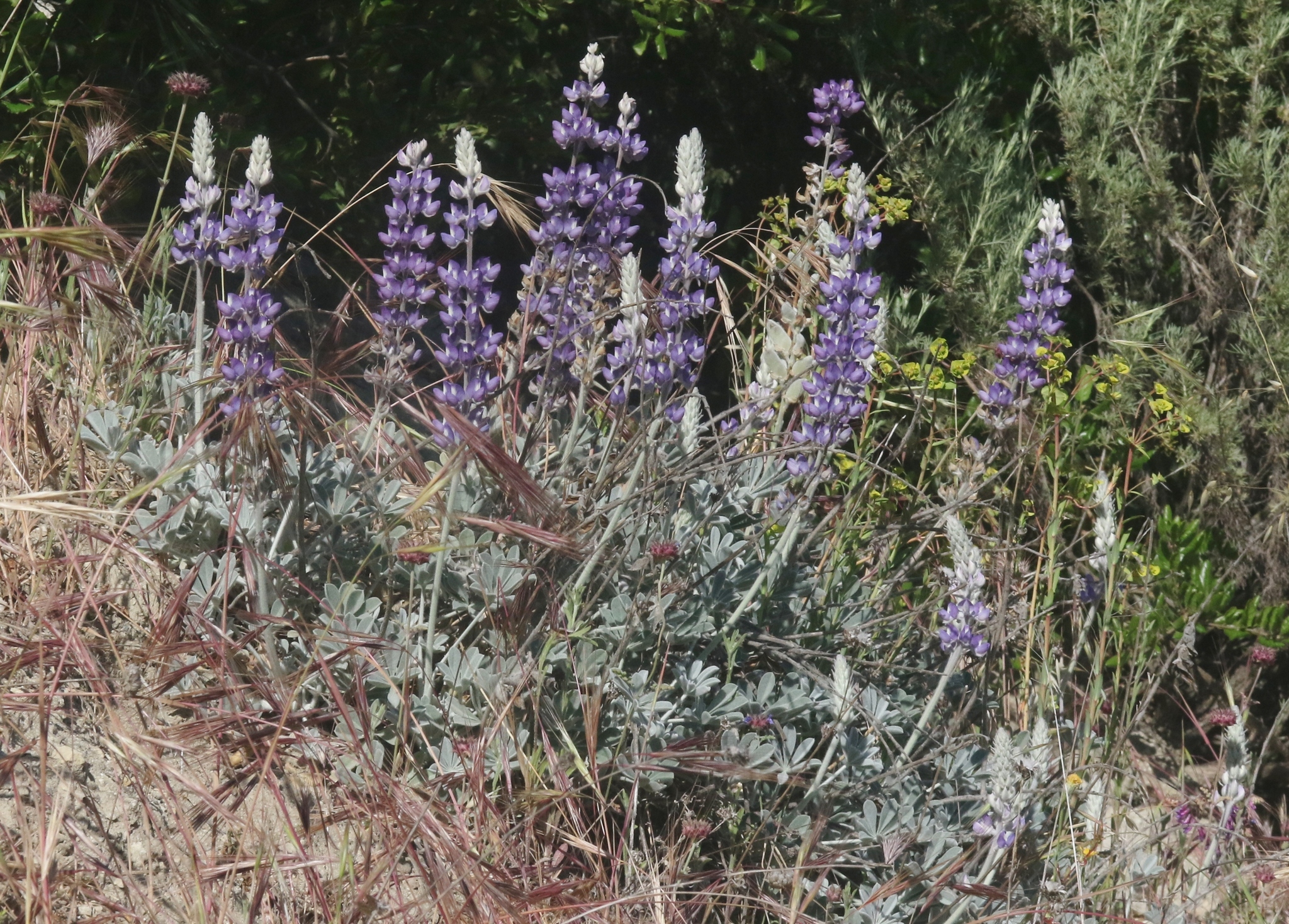 Lupinus ludovicianus