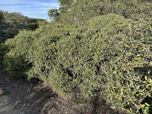 Image of Arctostaphylos pumila by (c) Henrik Kibak, some rights reserved (CC BY)