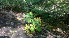 Physospermum cornubiense