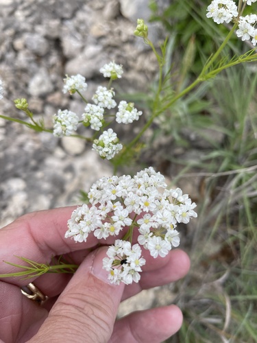 Atrema americanum, photograph 6