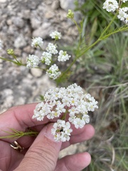 Atrema americanum, photograph Sam Kieschnick, CC BY, iNaturalist via GBIF