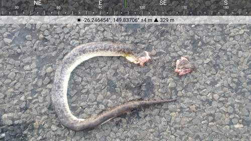 Spotted Python sighting