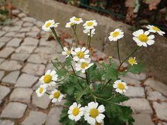 Tanacetum parthenium